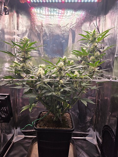 Growreport Bild 1