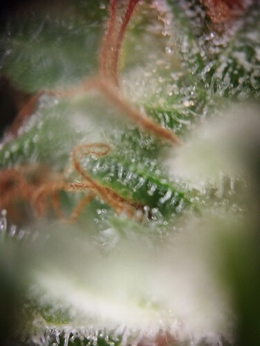 Growreport Bild 25
