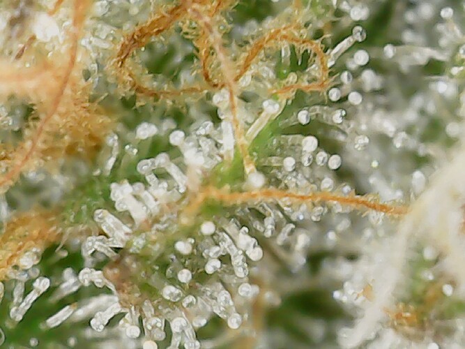 Growreport Bild 7