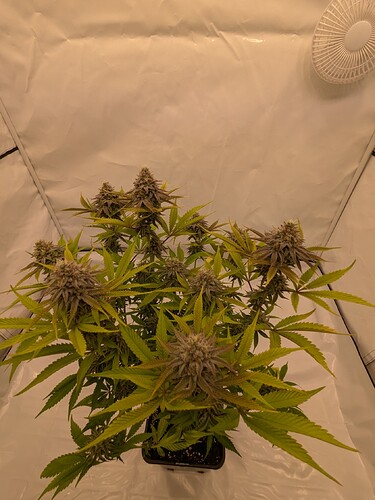 PXL_20240706_155958106