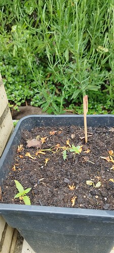 Growreport Bild 4