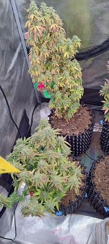 IMG_20251227_210846436_HDR