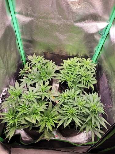 Growreport Bild 2
