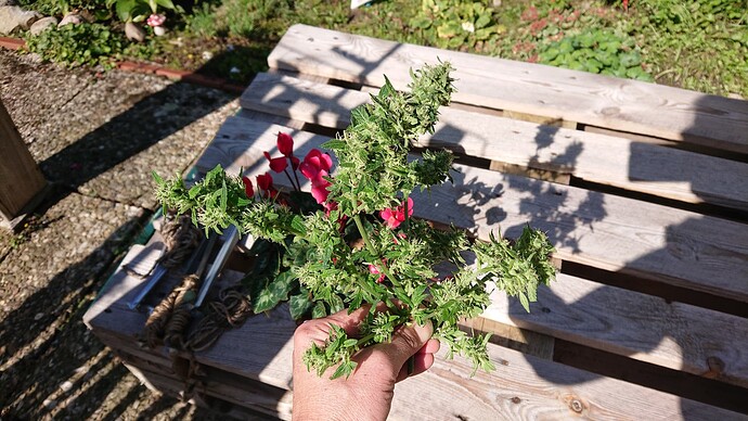 Growreport Bild 5