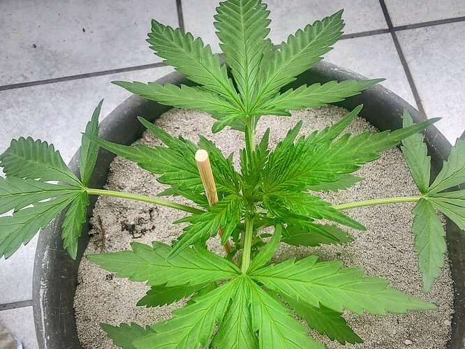 Growreport Bild 2
