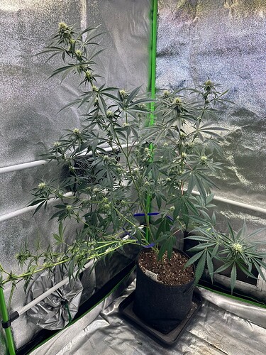 Growreport Bild 3