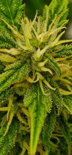 Growreport Bild 25