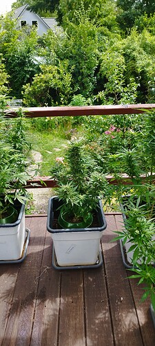 Growreport Bild 2