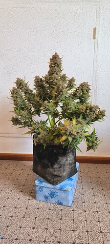 Growreport Bild 31