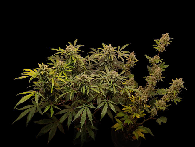 Growreport Bild 8