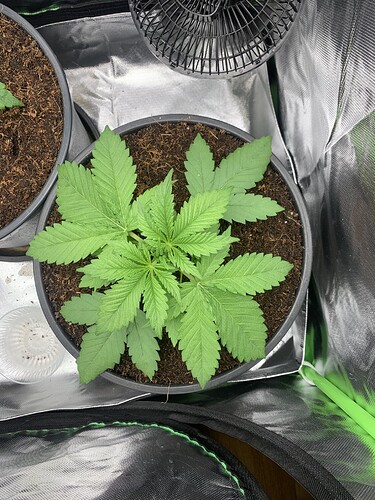 Growreport Bild 8
