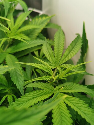 Growreport Bild 10