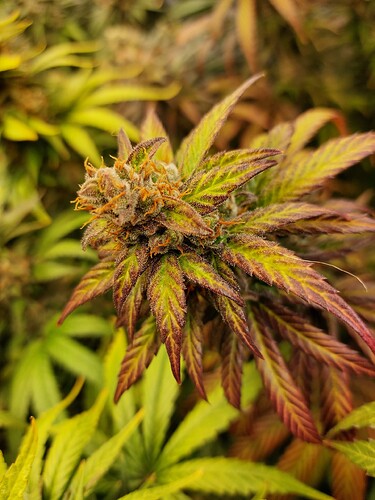 Growreport Bild 11