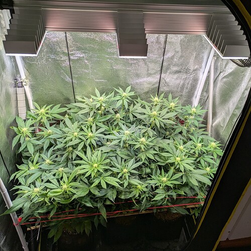 Growreport Bild 1