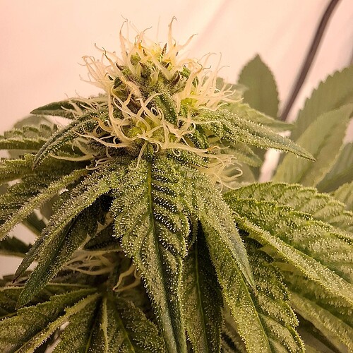 475464166_122165570918293599_6448291812956466178_n