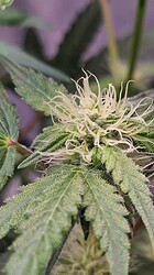 Growreport Bild 35