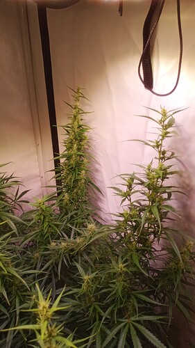 Growreport Bild 4