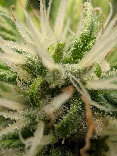 Growreport Bild 12