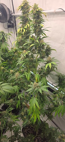Growreport Bild 1