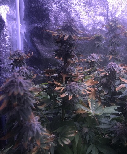 Growreport Bild 1