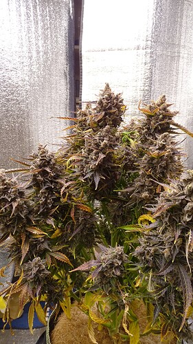 Growreport Bild 5
