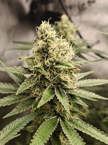 Growreport Bild 2