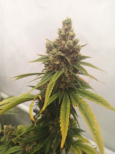 Growreport Bild 39