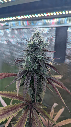 Growreport Bild 10