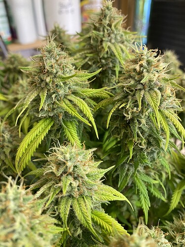 Growreport Bild 34