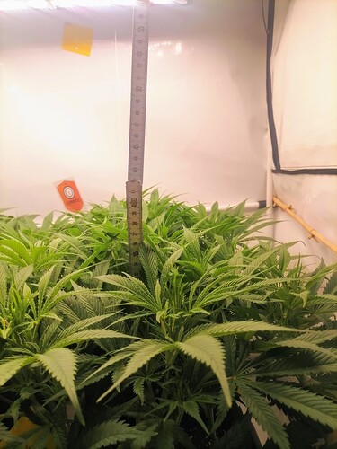 Growreport Bild 23