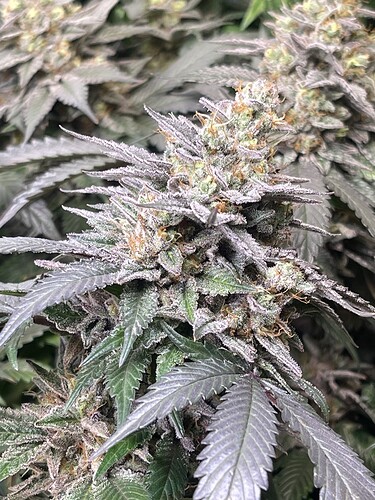 Growreport Bild 7