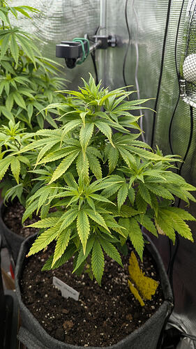 Growreport Bild 6