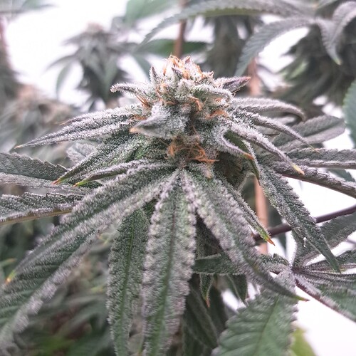 Growreport Bild 8