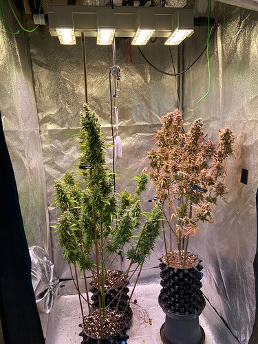 Growreport Bild 2