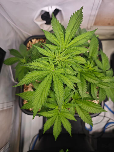 Growreport Bild 30