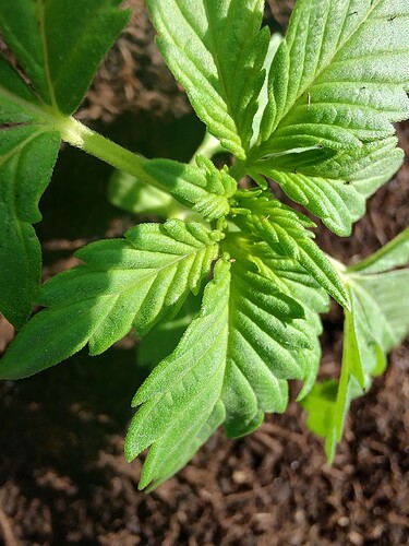 Growreport Bild 5