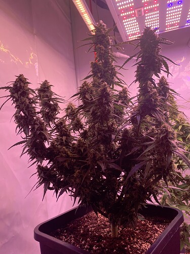 Growreport Bild 26