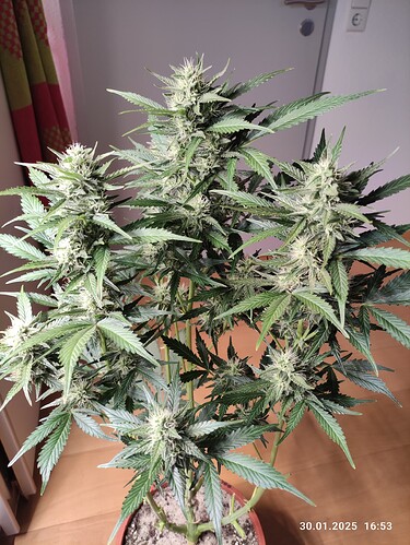 Growreport Bild 26