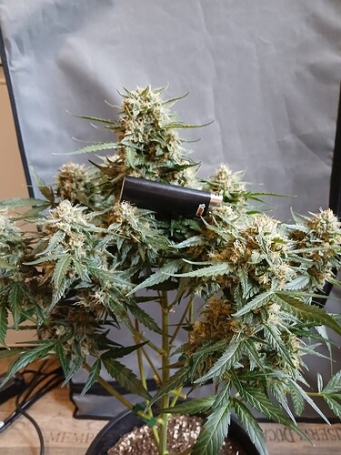 Growreport Bild 13