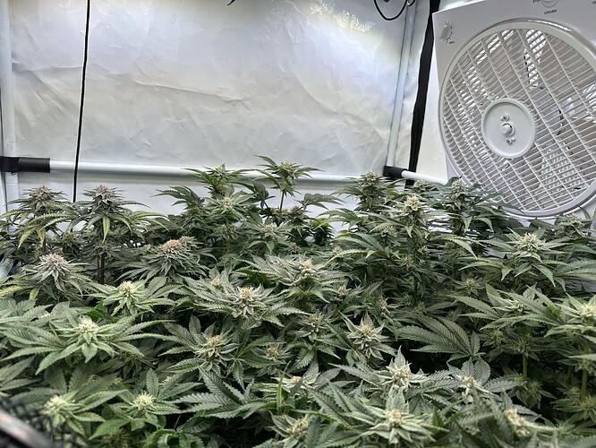 Growreport Bild 1