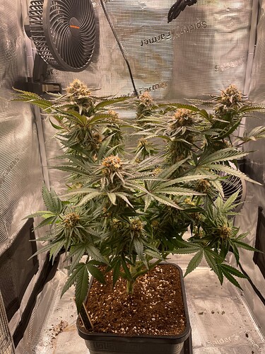 slh2