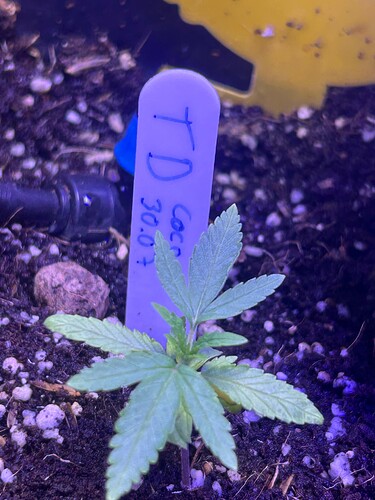 Growreport Bild 33