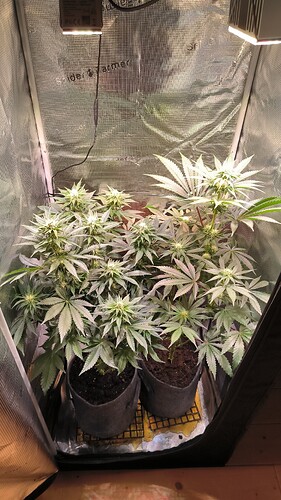 Growreport Bild 19