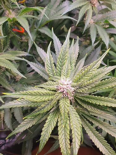 Growreport Bild 3