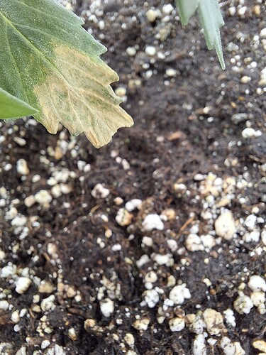 Growreport Bild 38