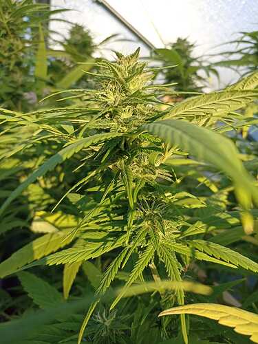 WhatsApp Bild 2024-10-24 um 09.23.32_646e8f45