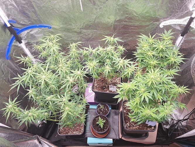 Growreport Bild 3