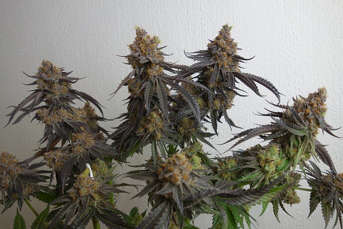 Growreport Bild 7