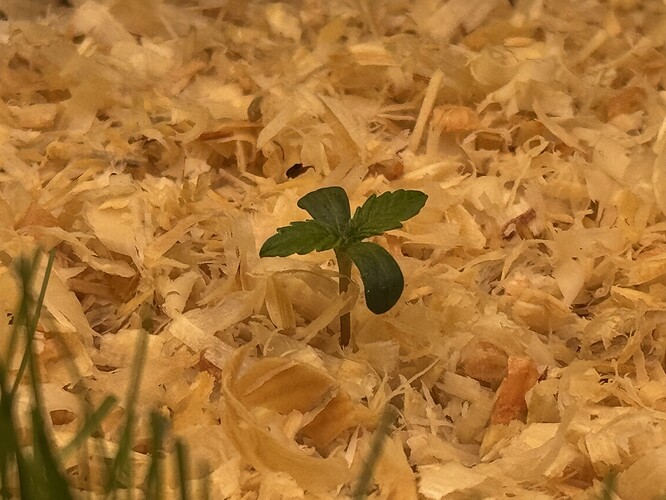 Growreport Bild 38