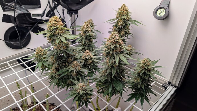 Growreport Bild 29